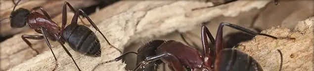 Close-up of ants on wood showing an active ant infestation in Orlando, FL