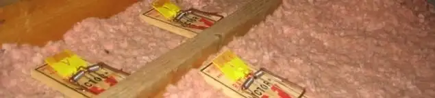 Mouse traps placed in an attic for rodent control in Orlando, FL