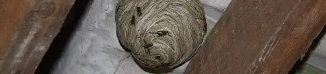 Wasp nest in an attic space, a common home infestation risk in Orlando, FL