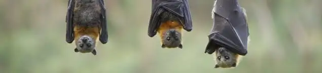 Bats roosting together, a common sign of a bat infestation in Orlando, FL