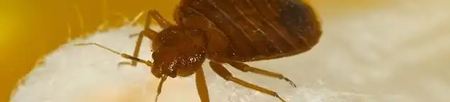 Close-up of a bed bug, a sign of an active infestation in Orlando, FL