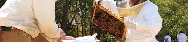 Bee removal specialists relocating a hive and honeycomb safely in Orlando, FL