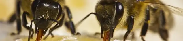 Close-up of honey bees, a sign of a nearby hive in Orlando, FL