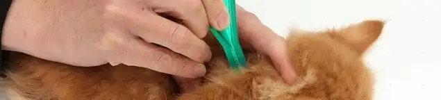 Flea treatment for pets using a flea comb, a sign of flea problems in Orlando, FL