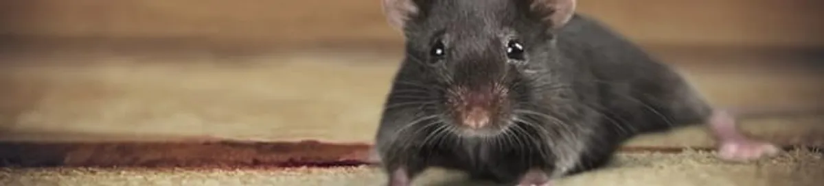 Mouse indoors, a common sign of a rodent infestation in Orlando, FL