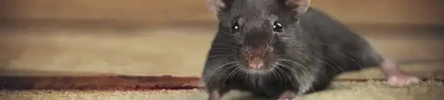 Mouse indoors, a common sign of a rodent infestation in Orlando, FL