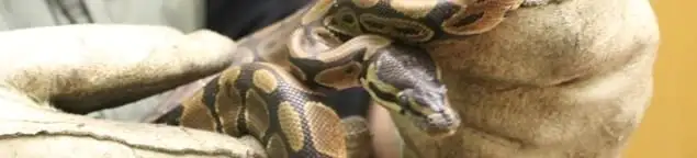 Snake removal specialist safely handling a snake with protective gloves in Orlando, FL