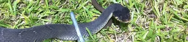 Snake in a yard, a common sign of a snake problem near a home in Orlando, FL