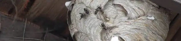 Close-up of a wasp nest with active wasps, a sign of an infestation in Orlando, FL